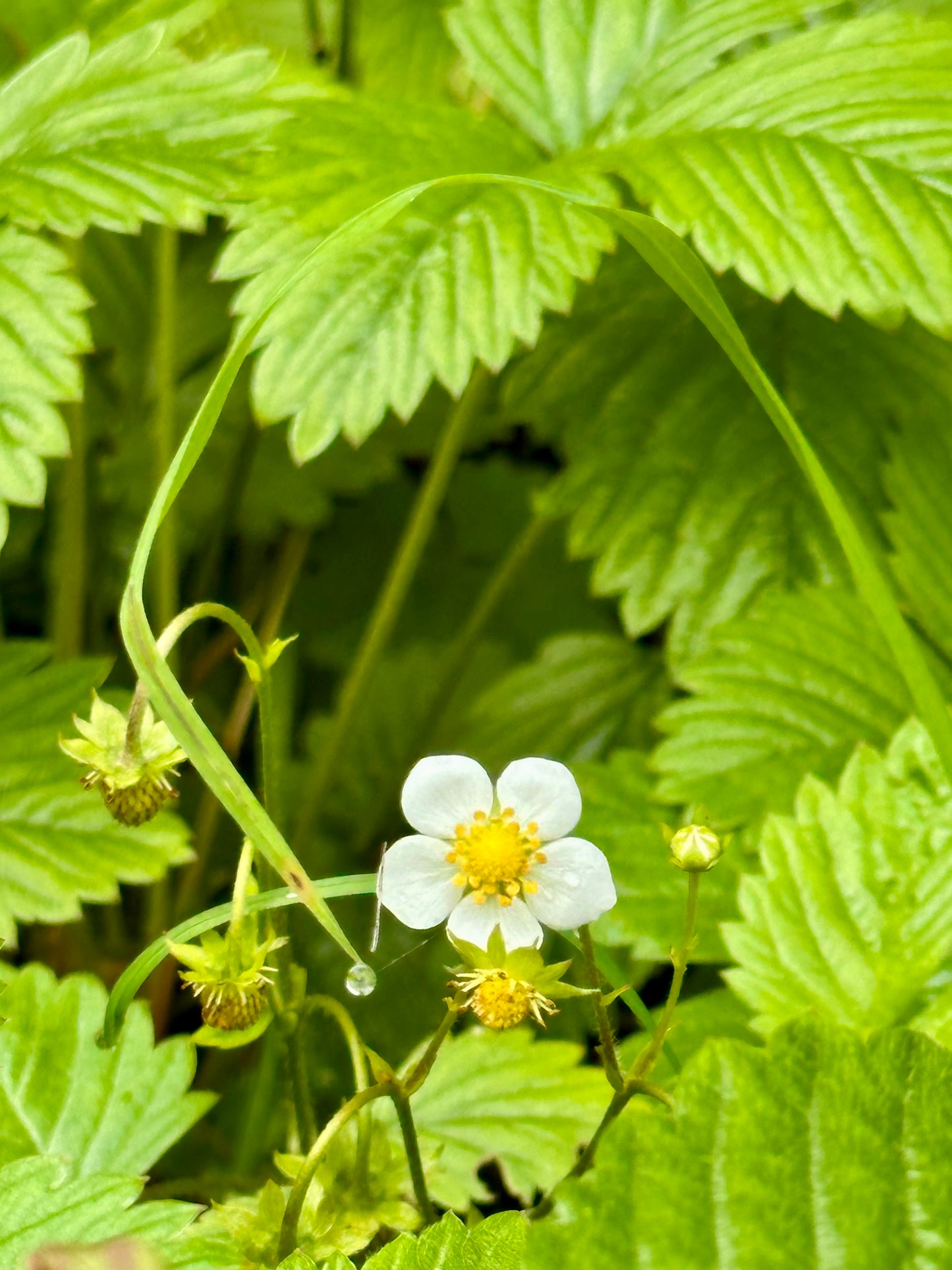 Markjordbærblomst kjede