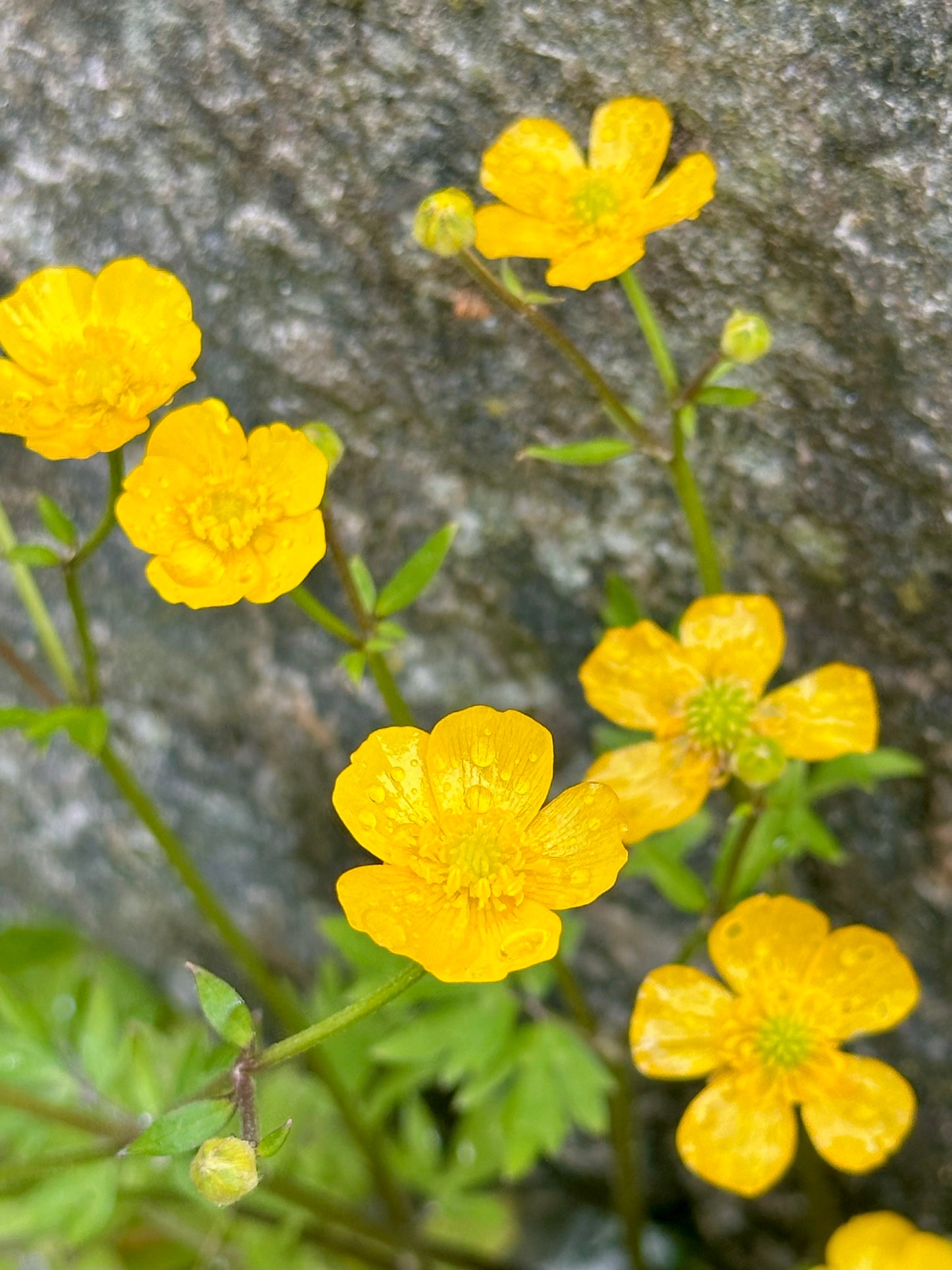 Smørblomst kjede