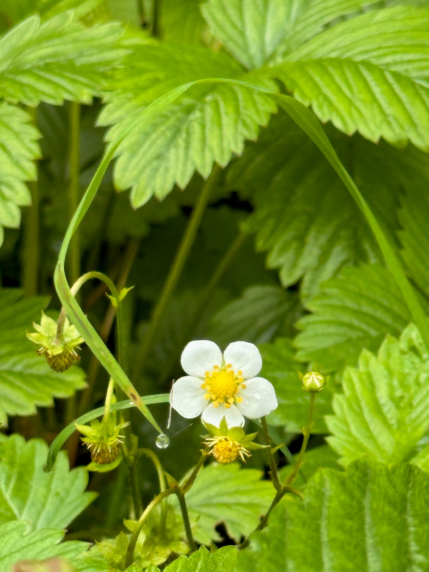 Markjordbærblomst øredobber