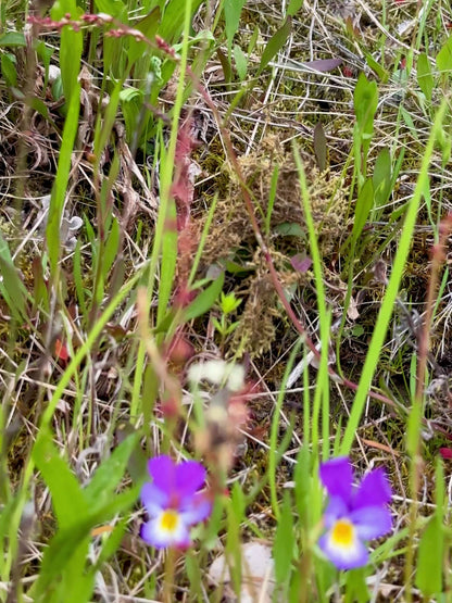 Stemorsblomst kjede