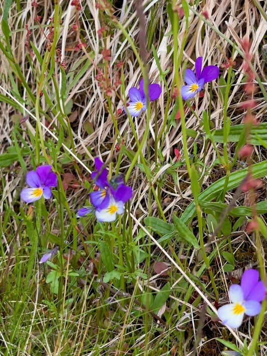 Stemorsblomst øredobber